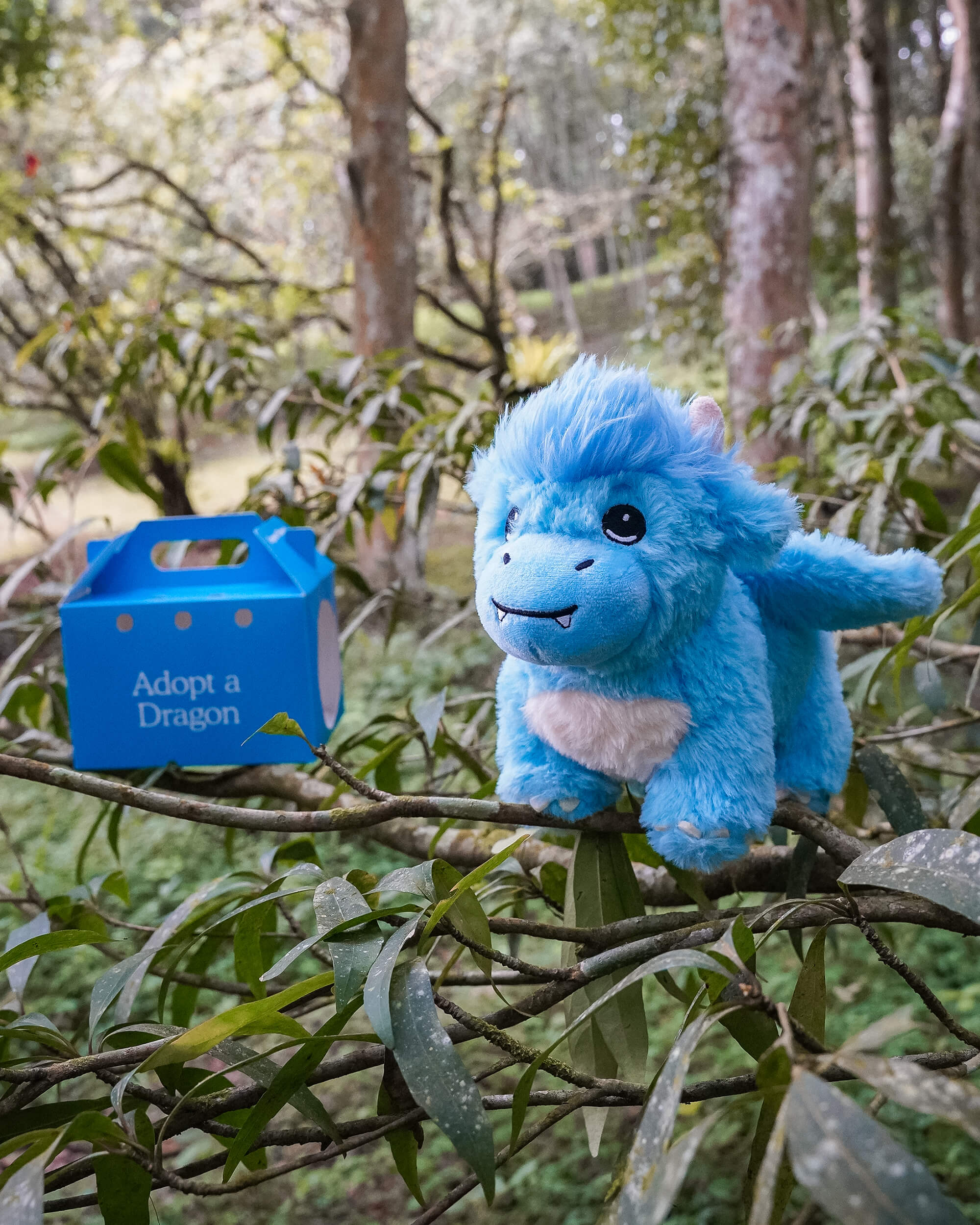 FYL_Plushies_Dragon_OutdoorBox_1.jpg